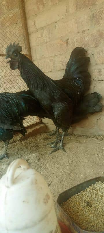 pure ayyam cemani 3