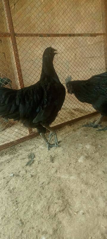 pure ayyam cemani 4