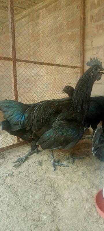 pure ayyam cemani 6