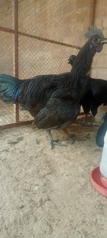 pure ayyam cemani 7