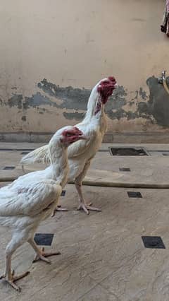 Pure White Heera Aseel Bloodline Breeder Pair