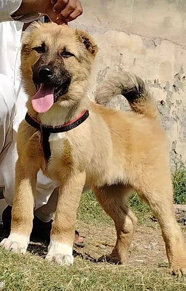 Afghan Kochi pair all Pakistan cargo a contact available all breed 1