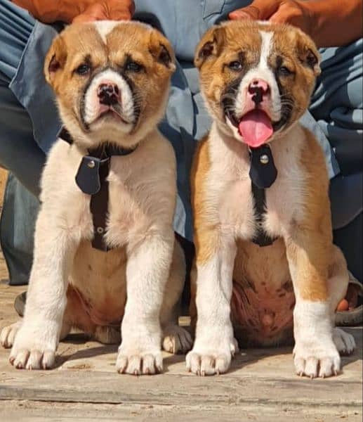 Afghan Kochi pair all Pakistan cargo a contact available all breed 3