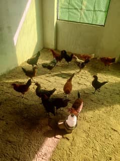 Desi Hens