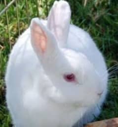 Rabbit kid 15days readeyes full pink white pare2000 home delivery free 0