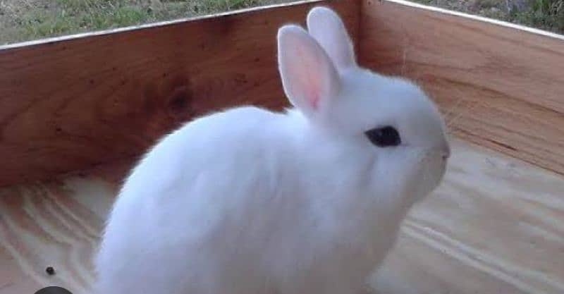 Rabbit kid 15days readeyes full pink white pare2000 home delivery free 2