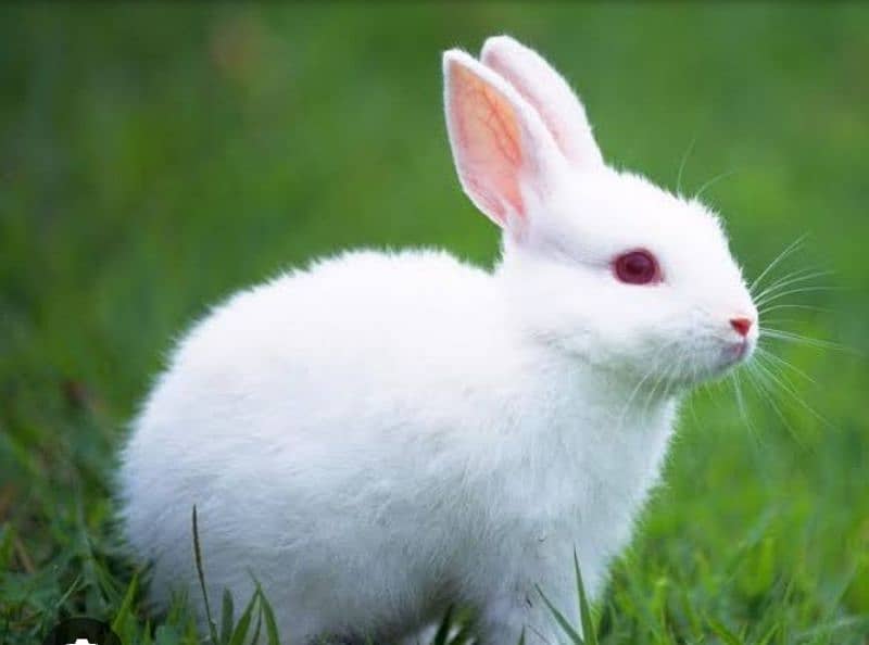 Rabbit kid 15days readeyes full pink white pare2000 home delivery free 3