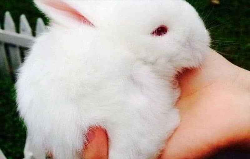 Rabbit kid 15days readeyes full pink white pare2000 home delivery free 5