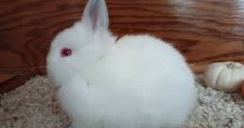 Rabbit kid 15days readeyes full pink white pare2000 home delivery free 6