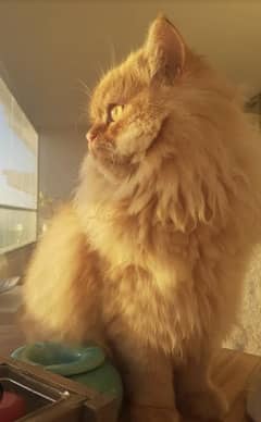 Ginger female persian cat 03362463972