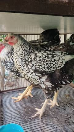 silver laced wyandotte