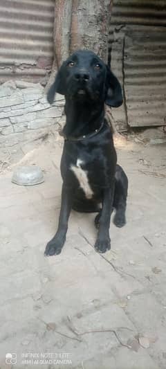 Labrador pointer kar cros ha