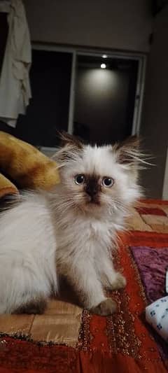 Himalayan kitten