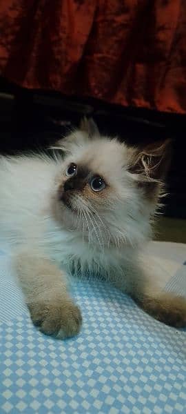 Himalayan kitten 1