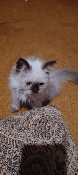 Himalayan kitten 2