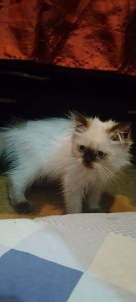 Himalayan kitten 3