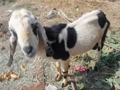 healthy and active male goat for sale