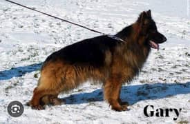 German shepherd long cort male only only for stud confirmed breeder