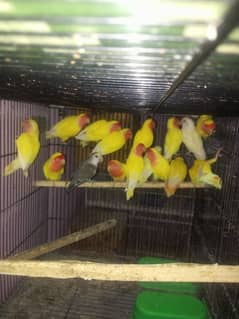 love bird adult for sale 0