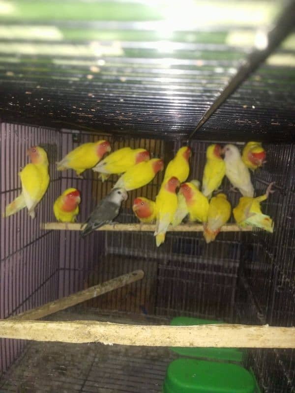 love bird adult for sale 0