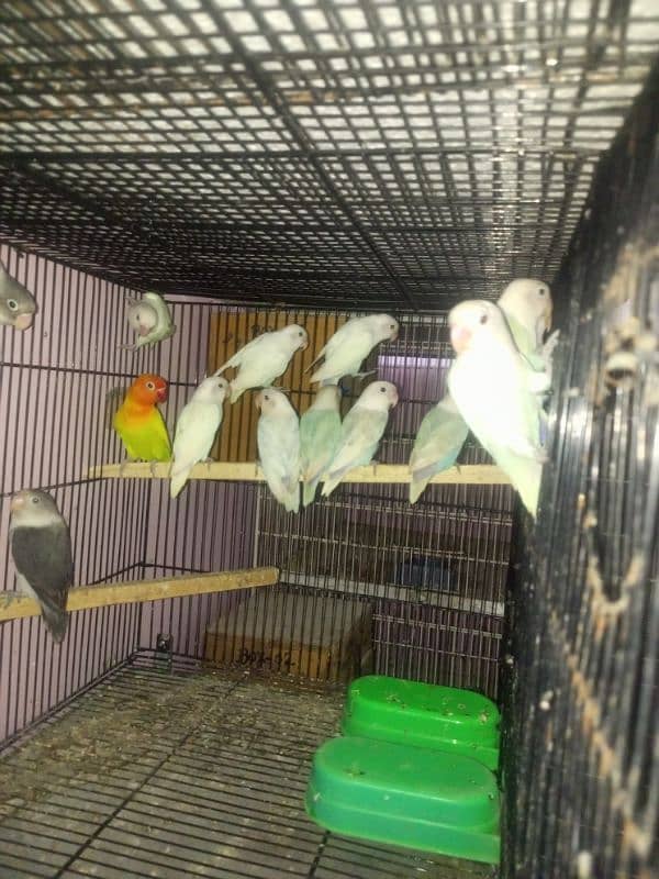 love bird adult for sale 1