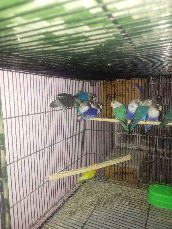 love bird adult for sale 2