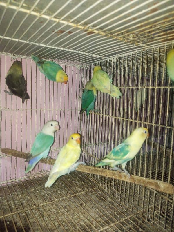 love bird adult for sale 3