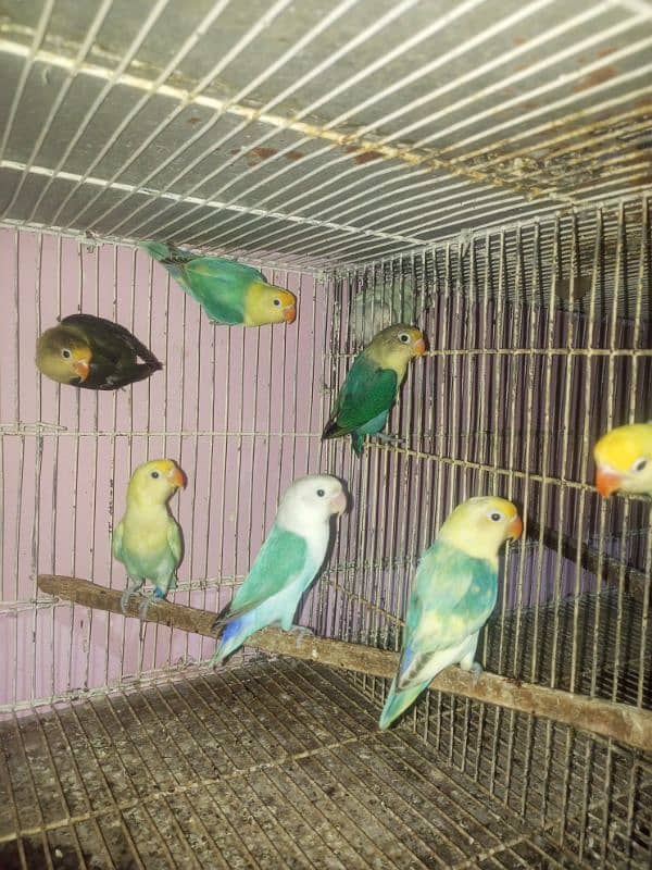 love bird adult for sale 4