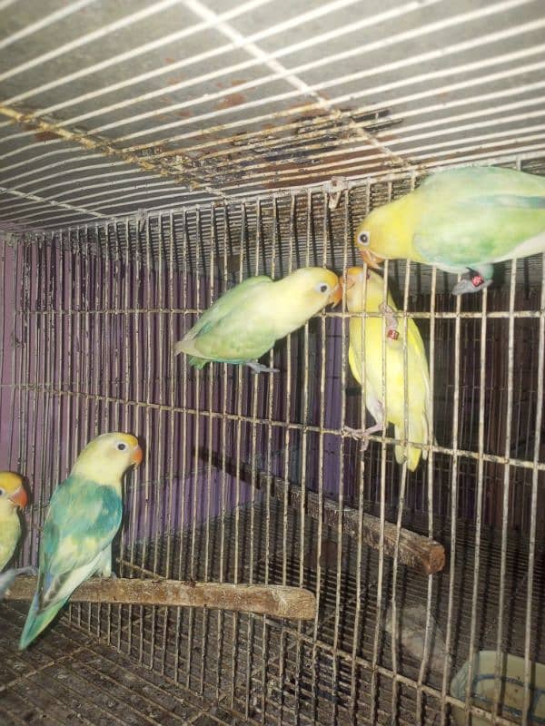 love bird adult for sale 5