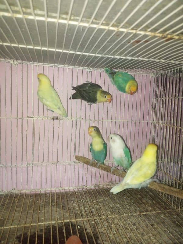 love bird adult for sale 6