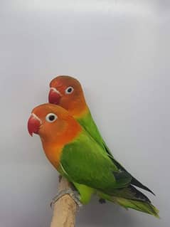 LoveBirds