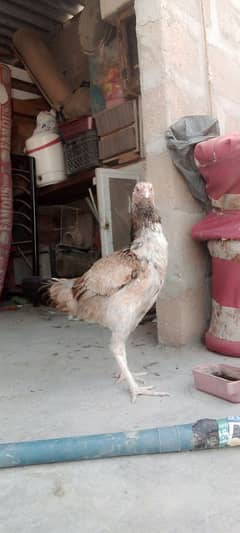 aseel murghi ND silver sebrite male for sell 0