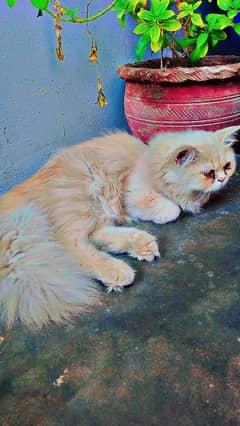 Cats age 07 month female persian