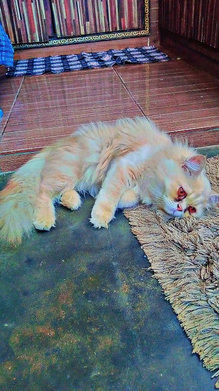 Cats age 07 month female persian 1