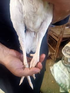 Paper White/ Heera pure aseel hen for sale.