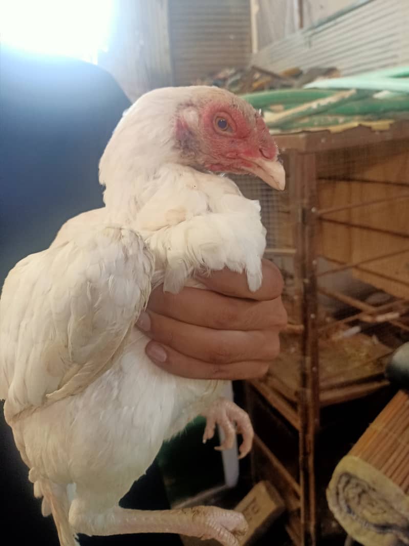 Paper White/ Heera pure aseel hen for sale. 1