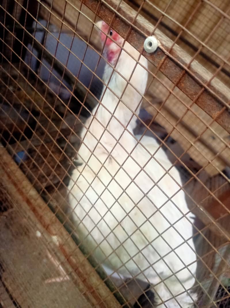 Paper White/ Heera pure aseel hen for sale. 2