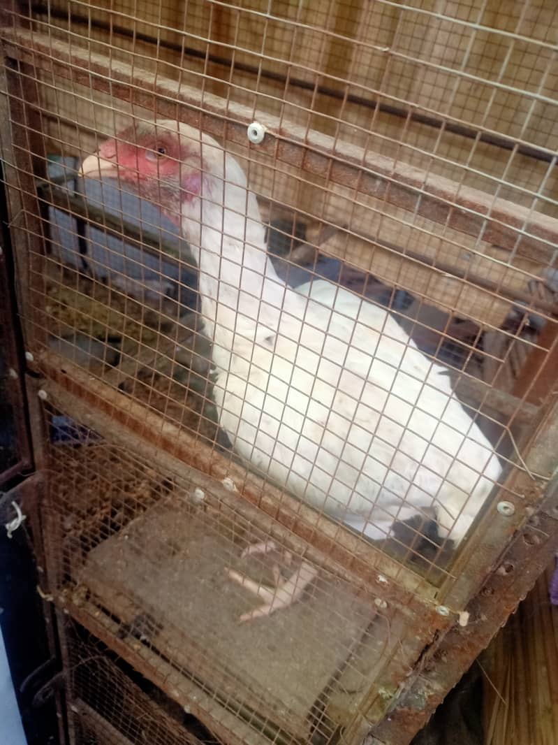 Paper White/ Heera pure aseel hen for sale. 4