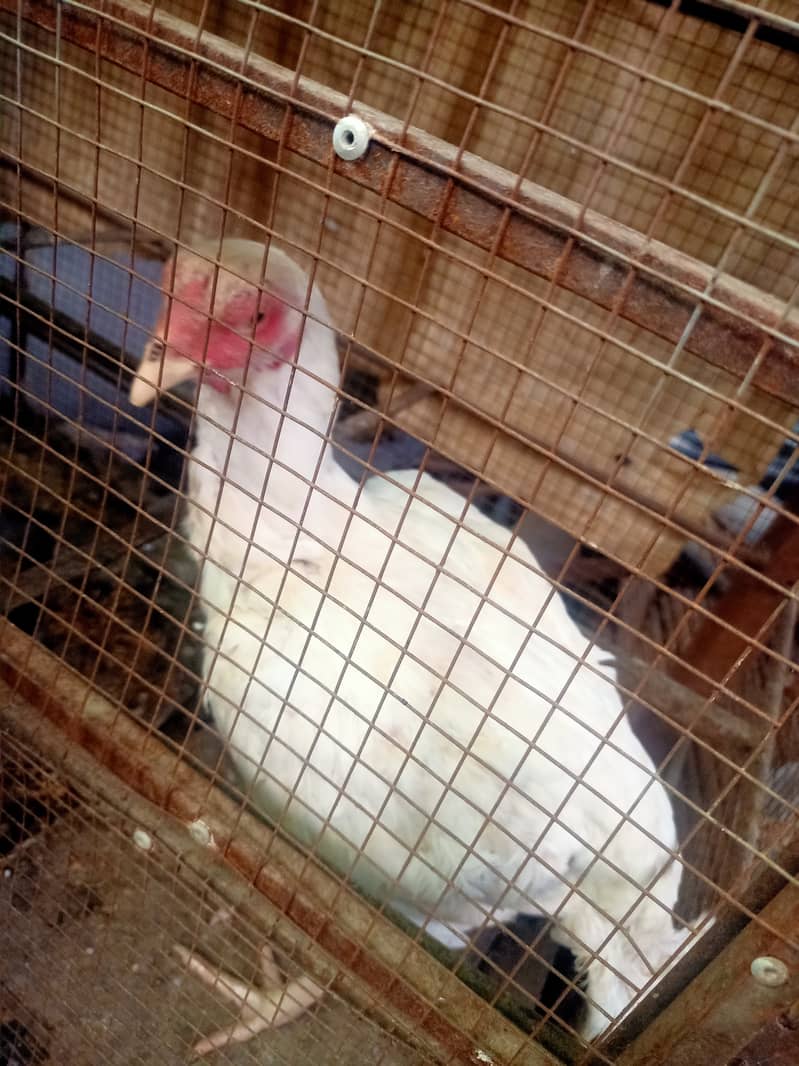 Paper White/ Heera pure aseel hen for sale. 5