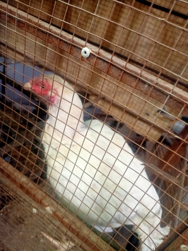 Paper White/ Heera pure aseel hen for sale. 6