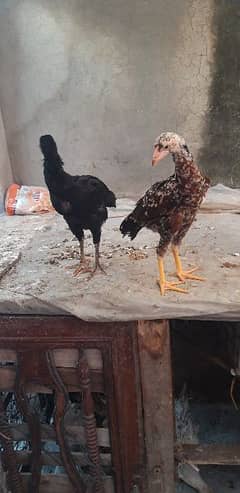 aseel miawali chiks pair