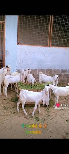 Gulabi goat bakra bakri