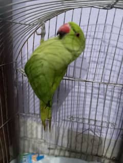 7 Month Green Ringneck