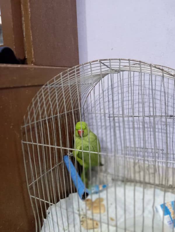 7 Month Green Ringneck 1