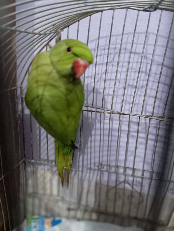 7 Month Green Ringneck 2