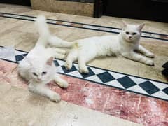 Persian Cat Breedar Pair