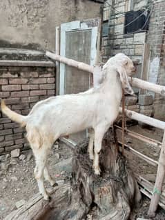 2teeth bakra for sale breader.