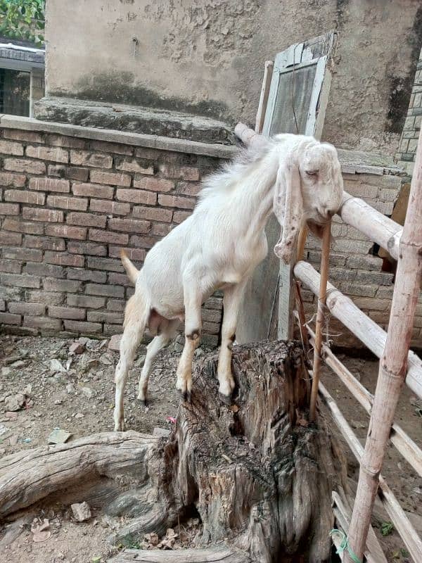 2teeth bakra for sale breader. 1