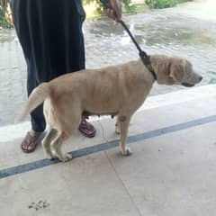 Breeder Female Labrador