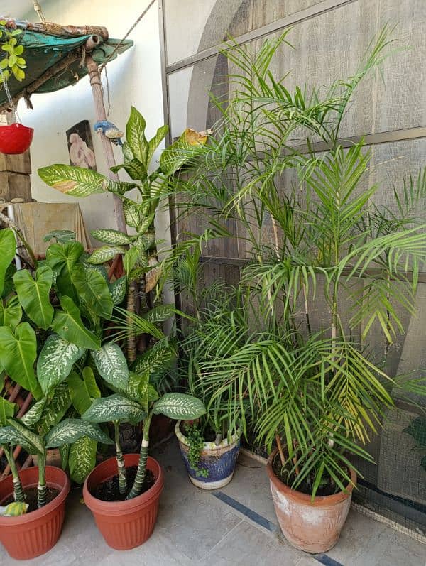 beautiful plants with pots for house decor 1